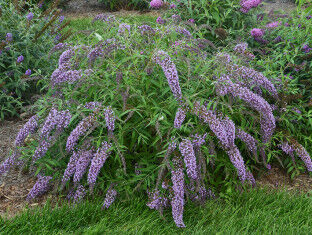 Budleja płacząca WISTERIA LANE /C3 *T26