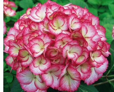 Hortensja ogrodowa RIPPLE Hydrangea macrophylla Hovaria 