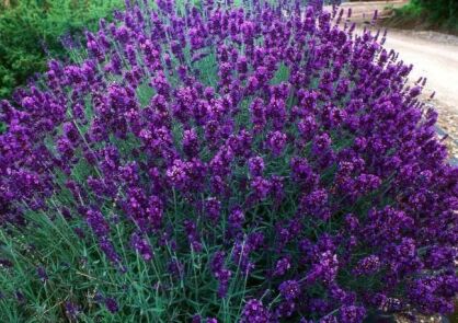 Lawenda pośrednia PURE PLATINUM 'Nico' Lavandula ×intermedia 'Phenomenal'a /C2