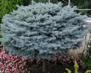 Świerk niebieski GLAUCA GLOBOSA 9-letni Picea pungens C10/Pa60cm