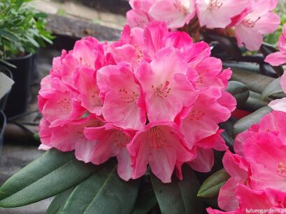 Rhododendron MILANO Różanecznik C4/30cm *K14