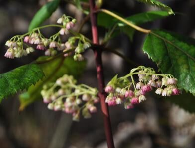 Aristotelia serrata C10/1,5m