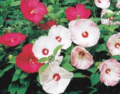 Hibiscus bylinowy XXL MIX kolorów Ketmia- 10szt. nasion