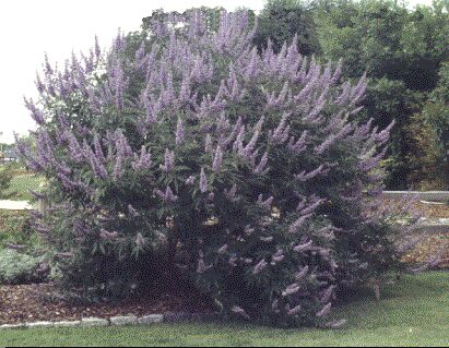 Niepokalanek korzenny PASTEL PINK Pieprz mnisi Vitex agnus castus /C3 *T46