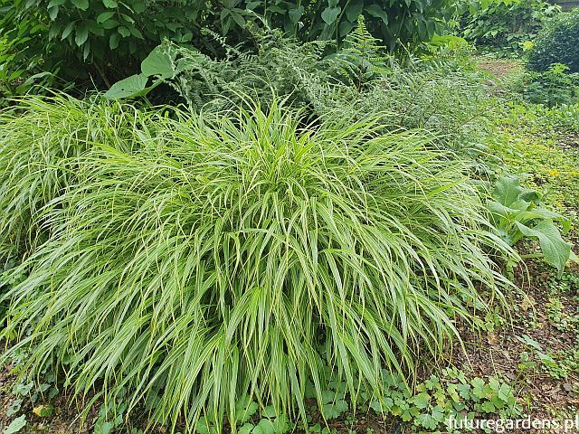 Hakonechloa macra ALBOSTRIATA /P12 *K14