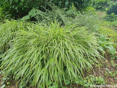 Hakonechloa macra ALBOSTRIATA /P12 *K11