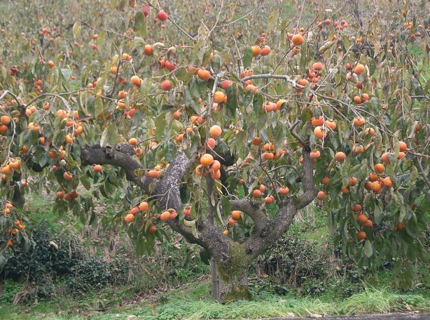 Diospyros kaki PENDULA Persymona /C2