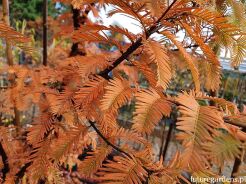 Metasekwoja chińska Metasequoia glyptostroboides C10/1,5-2m *TL