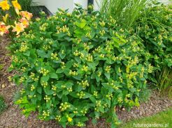 Dziurawiec MIRACLE BLOSSOM Hypericum /C2 *K20