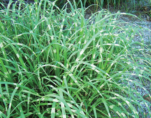 Miscanthus ETINCELLE Miskant /C2