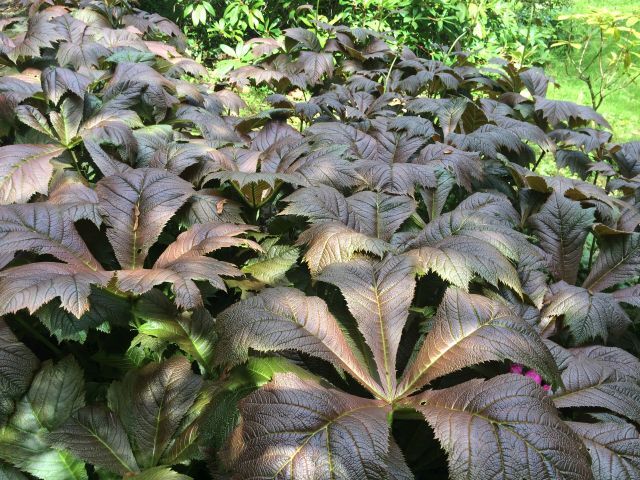 Rodgersja stopowcolistna BRAUNLAUB Rodgersia podophylla /C2