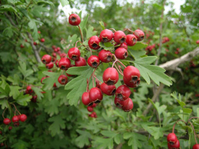 Głóg dwuszyjkowy GIREOUDII  Crataegus ×media Crataegus laevigata