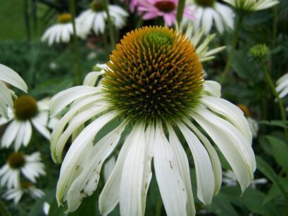 Jeżówka purpurowa ALBA Echinacea purpurea Alba /C2 *7F