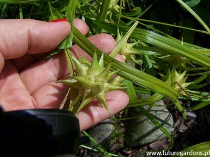 Turzyca Graya Carex grayi /C2 *K25