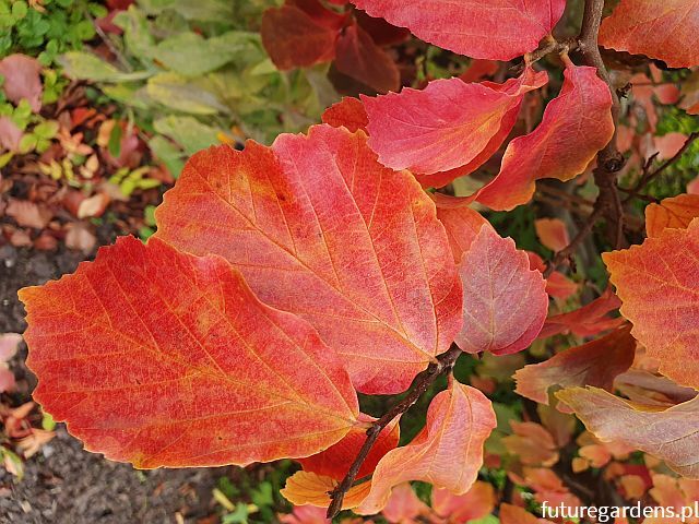 Parocja kolumnowa PERSIAN SPIRE ‘JLPN01’PBR Parrotia persica C3/40-50cm *K8