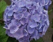 Hortensja ogrodowa Everbloom BLUE WONDER 'Blue Ball' Hydrangea macrophylla