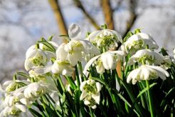 Śnieżyczka Przebiśnieg 10 szt./ Galanthus Nivalis 