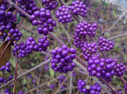 Pięknotka purpurowa PEARL GLAM Callicarpa /C3