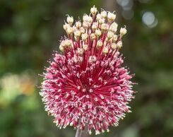 Czosnek RED MOHICAN Allium /P15 *P