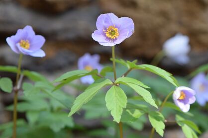 Zawilec gajowy ROBINSONIANA Anemone nemorosa /P9 *K25