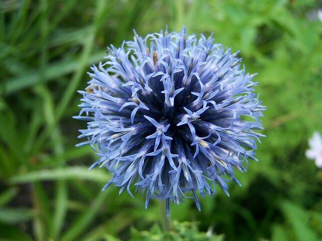 Przegorzan THE GIANT Echinops /C1,5  *K7