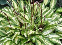 Hosta CHERRY BERRY Funkia /C1,5 *5