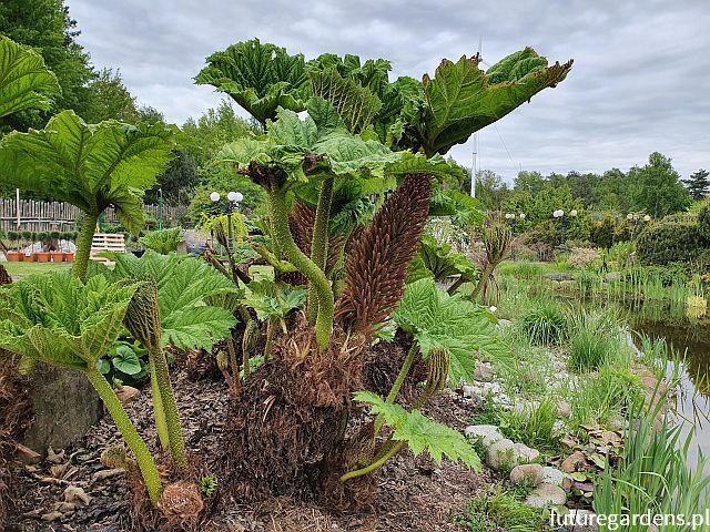 Gunera olbrzymia Gunnera manicata /C5 *G3