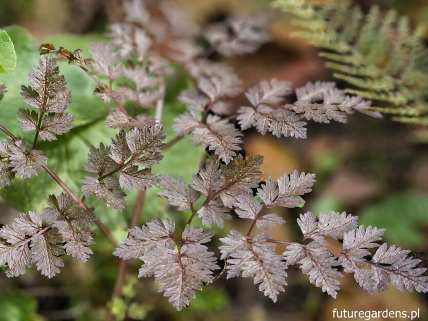 Trybuła leśna RAVENSWING Anthriscus sylvestris -30szt. nasion