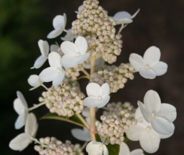 Hortensja bukietowa PRIM'WHITE ® 'Dolprim' Hydrangea paniculata 