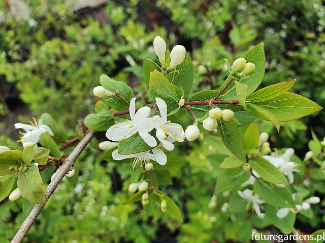 Suchodrzew tatarski ALBA Lonicera tatarica C2/30cm *K6