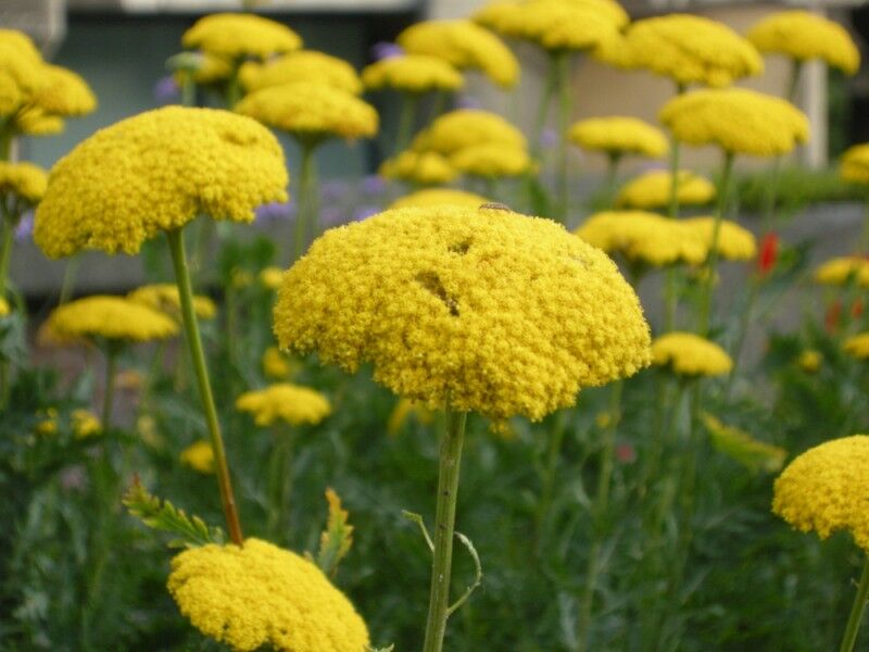 Krwawnik wiązówkowaty ŻÓŁTY Achillea filipendulina /C2