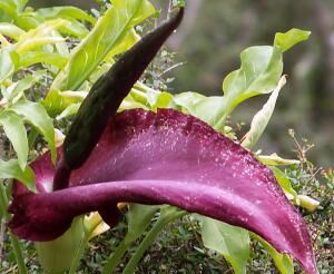 Smocza lilia Dracunculus vulgaris /C2