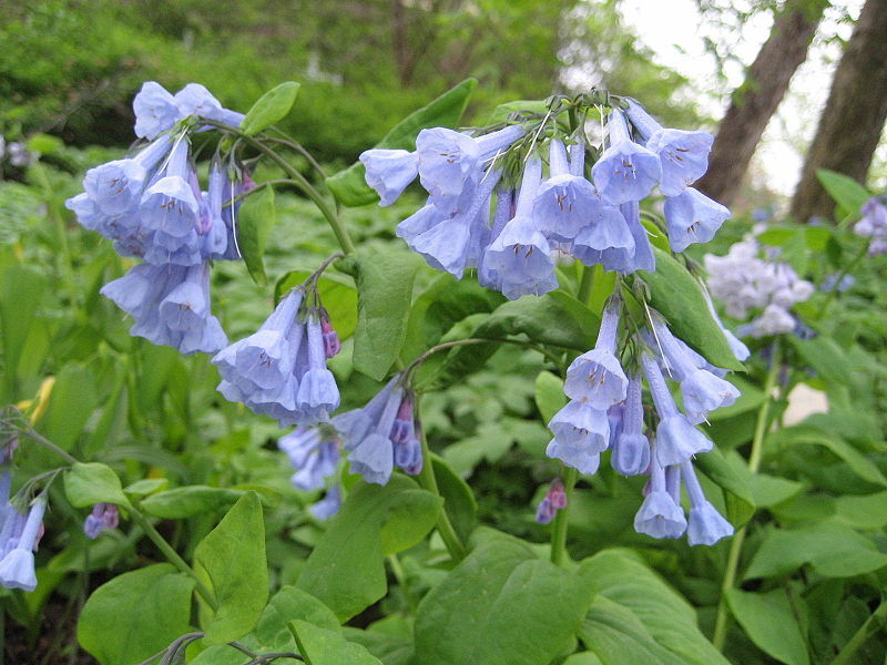 Mertensia virginica /P9 *TS