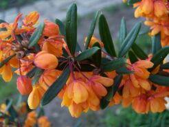 Berberys prostolistny ORANGE KING Berberis linearifolia C3,5/40-60cm *T60