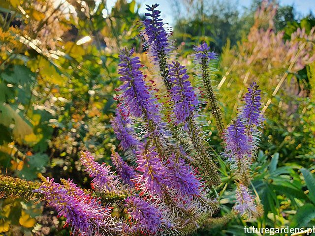 Przetacznikowiec wirginijski ADORATION Veronicastrum virginicum /P9 *K7