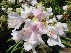 Rhododendron hyperythrum Różanecznik rurkowaty /C4 *T75