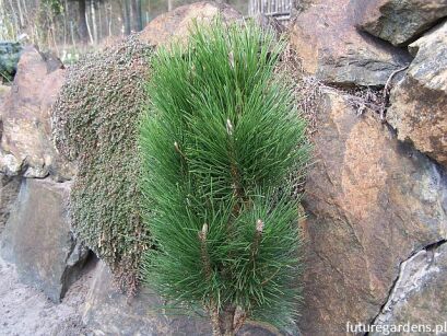 Sosna czarna PYRAMIDALIS Pinus nigra C3/60-80cm *K4