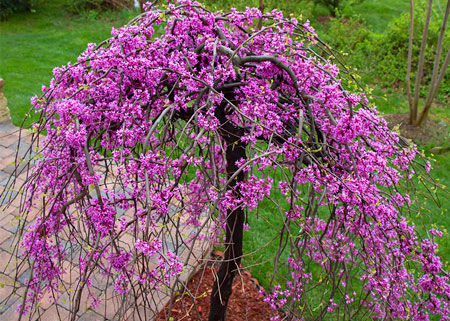 Judaszowiec płaczący CASCADING HEARTS Cercis canadensis C10/160-180cm