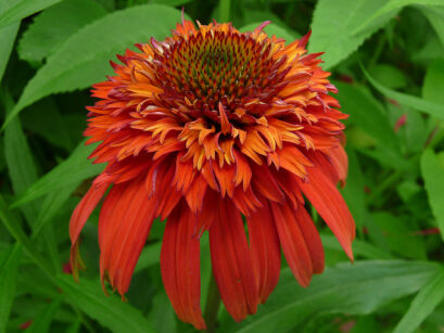 Jeżówka HOT PAPAYA Echinacea /C2