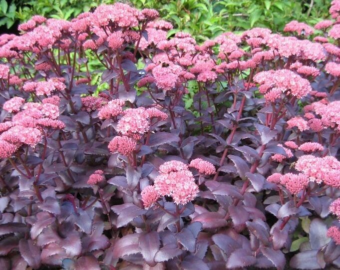 Rozchodnik okazały 'PURPLE EMPEROR' Sedum spectabile /C2