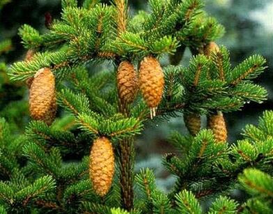 Świerk szydlasty zw.TYGRYSI Picea polita, Picea torano P11/20cm *K4