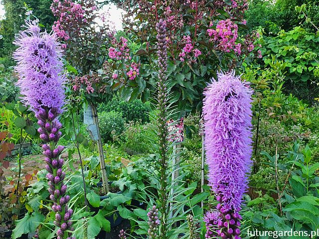 Liatra kłosowa FIOLETOWA Liatris spicata - 50 nasion 