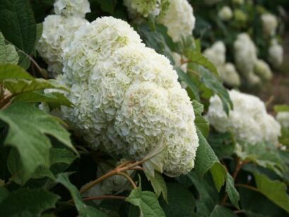 Hortensja dębolistna HARMONY Hydrangea quercifolia C5/50cm *K9