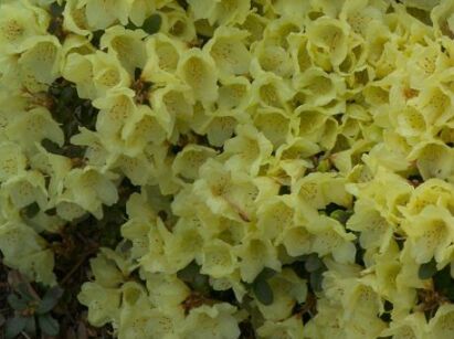 Różanecznik karłowy WREN Rhododendron /P13 *K17