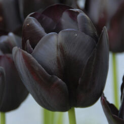 Tulipan QUEEN OF NIGHT 5 SZT.