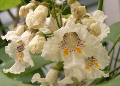 Catalpa ovata Surmia żółtokwiatowa Katalpa C10/1,6m *K6