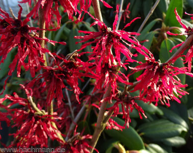 Oczar FOXY LADY Hamamelis × intermedia C3/30cm