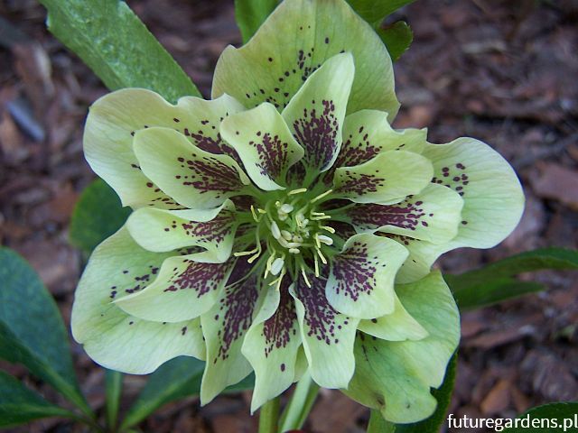 Ciemiernik DOUBLE ELLEN GREEN Helleborus orientalis /C2 *16