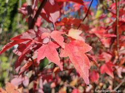 Klon Bürgera K.trójzębny Acer buergerianum C3/1,4-1,8m *K6