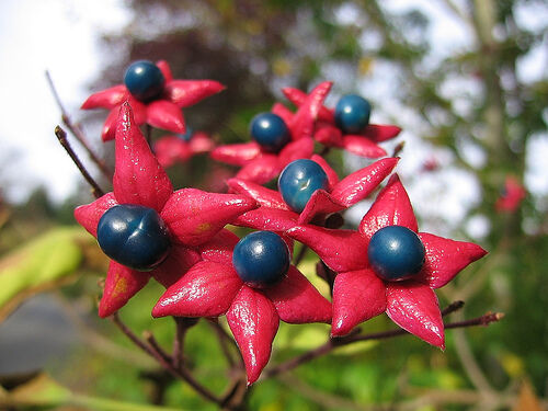 Szczęślin późny Clerodendrum trichotomum - nasiona 10szt.